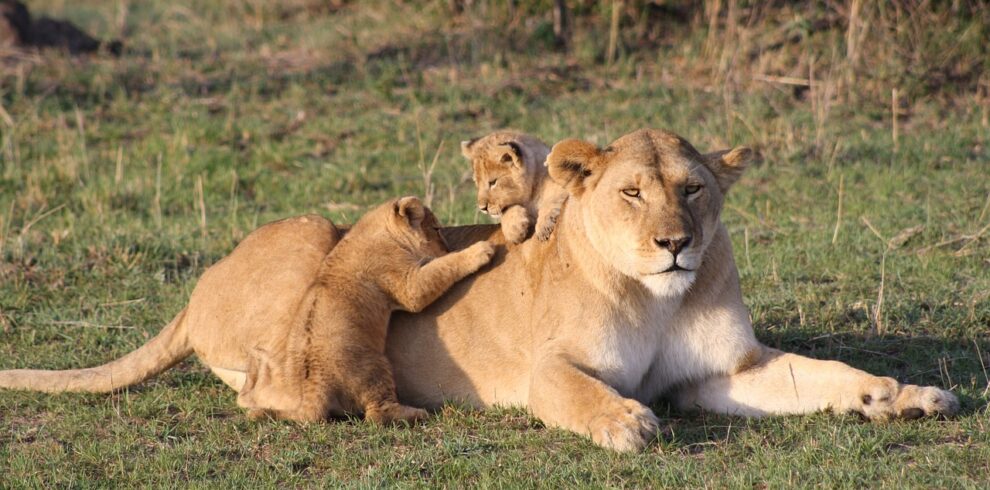 4 Days Masai Mara Safari