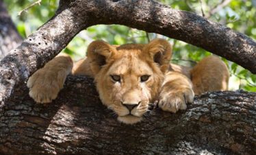 lion on tree