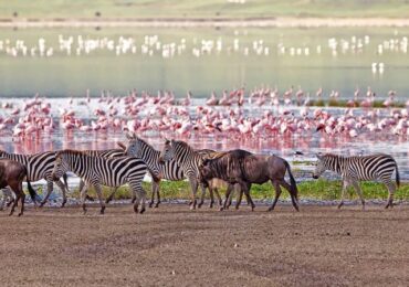 4 Days Tanzania Safari