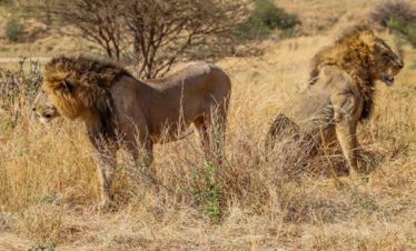 masai mara safari
