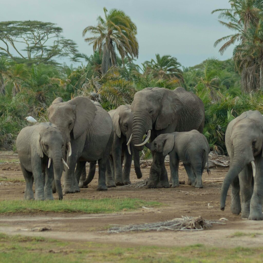 Amboseli National Park 1 Day Trip