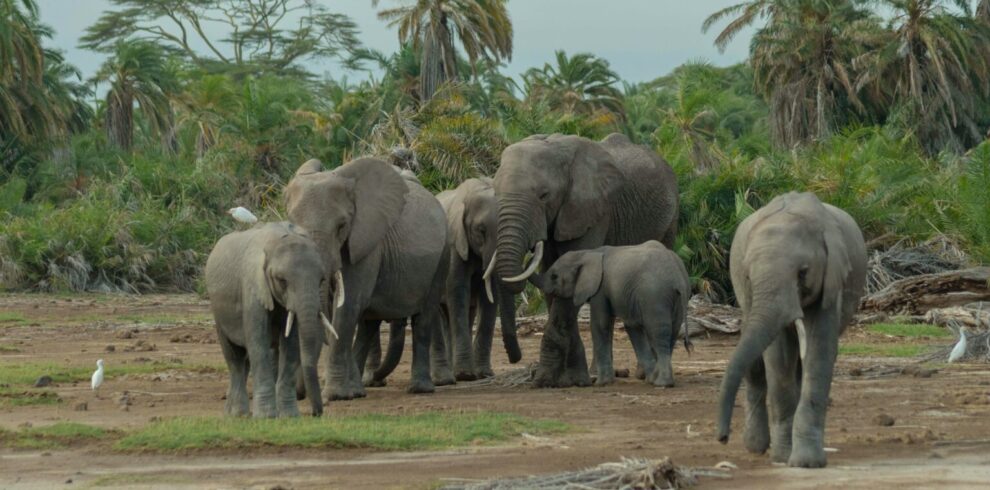 Amboseli National Park 1 Day Trip