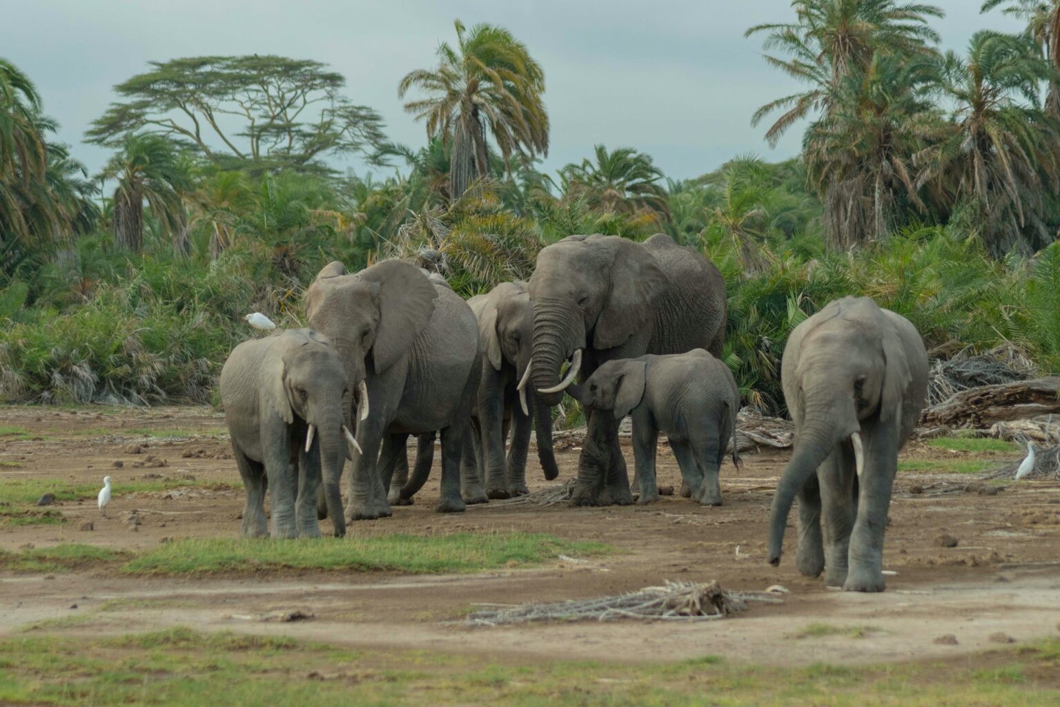Amboseli National Park 1 Day Trip