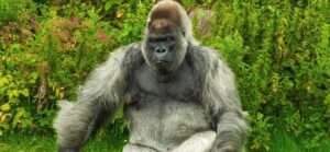 the-great-ape-debate-gorilla-trekking-in-rwanda-vs-uganda