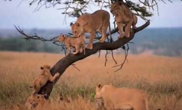 tree climbing lions