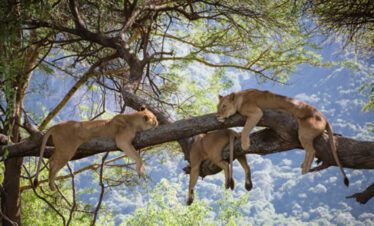 tree lions