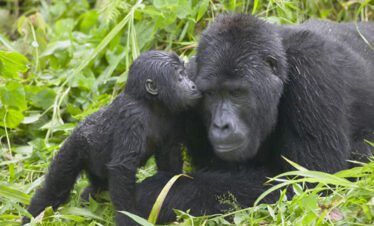 uganda gorilla safaris