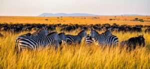 unveiling-the-magic-top-10-kenya-safari-destinations