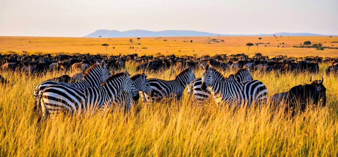 unveiling-the-magic-top-10-kenya-safari-destinations