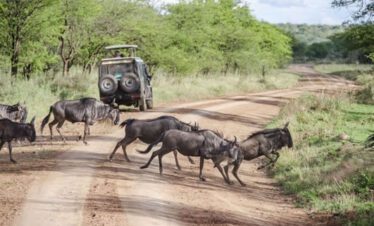 wildebeest 1