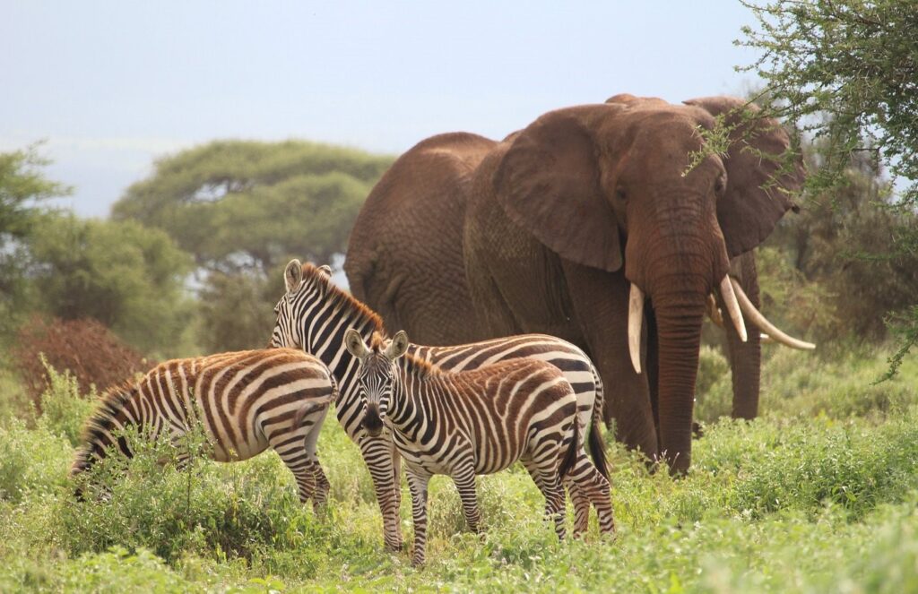 5 Days Safari from Mombasa