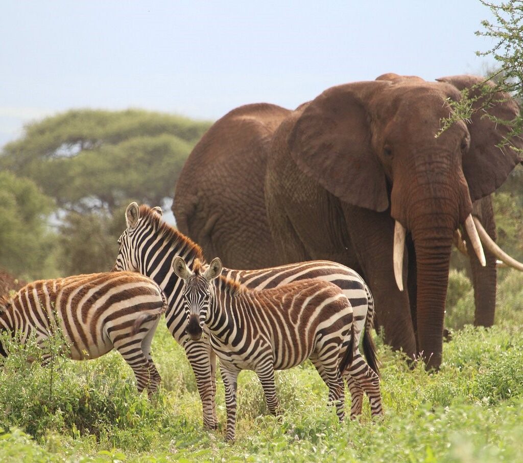 5 Days Safari from Mombasa