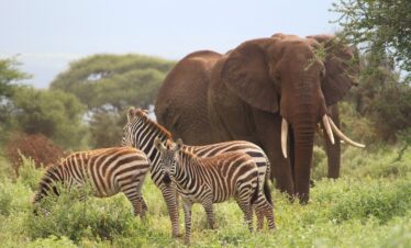 Amboseli Tsavo SaltLick Safari