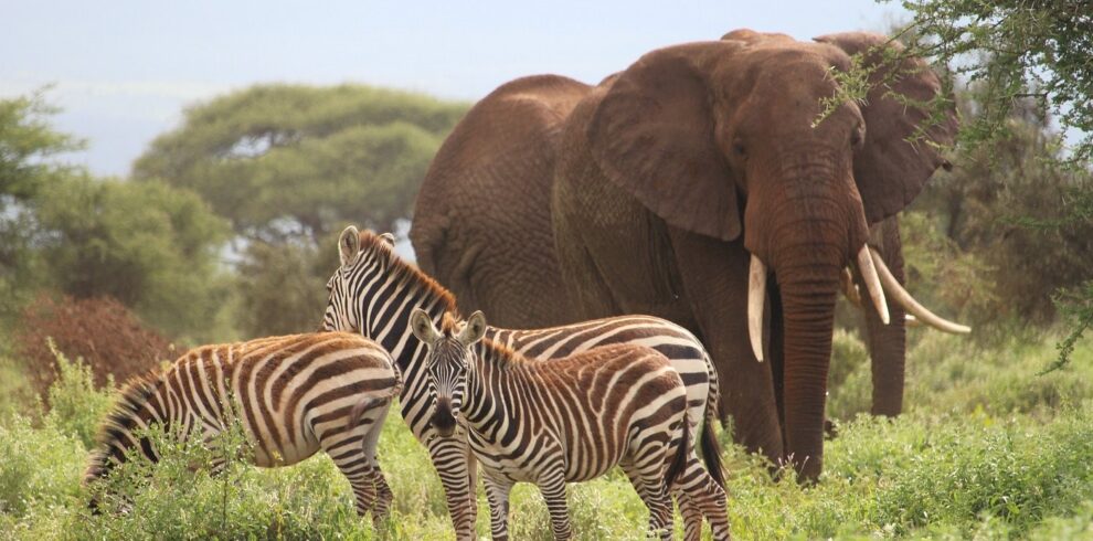5 Days Safari from Mombasa