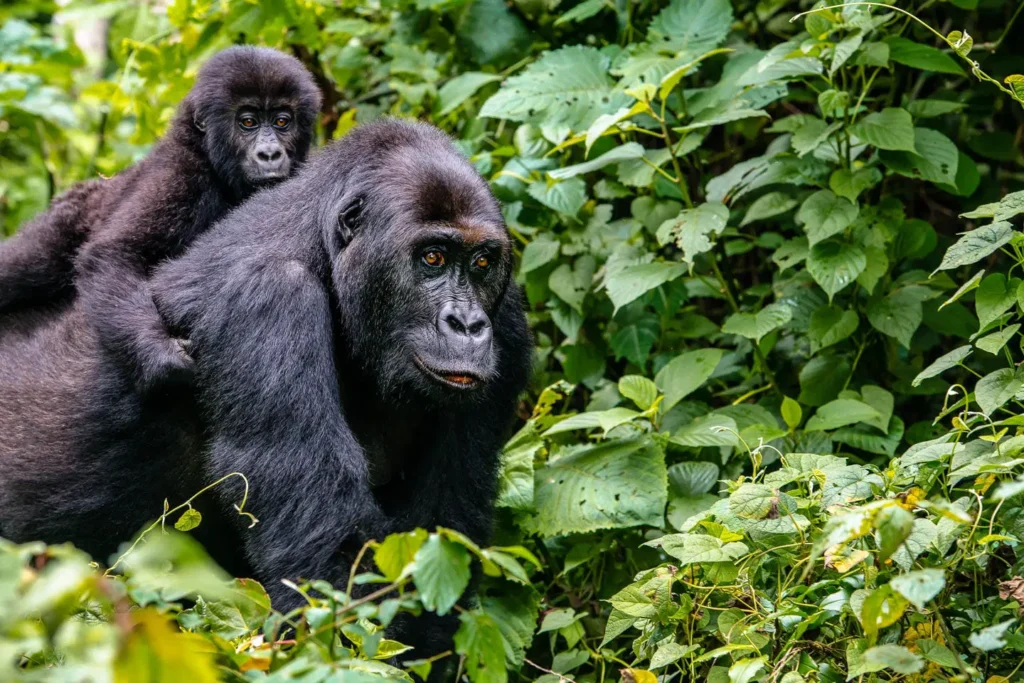 GORILLA TREKKING IN RWANDA AND UGANDA