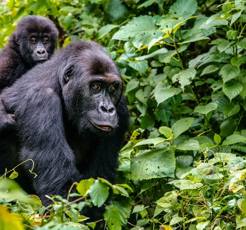 GORILLA TREKKING IN RWANDA AND UGANDA