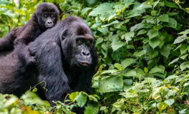 gorilla trekking forest timbuktu travel