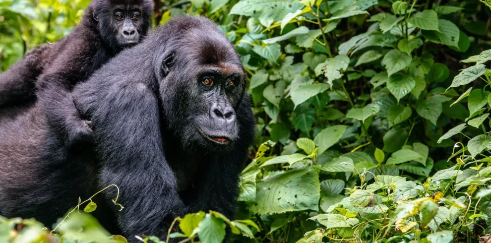 GORILLA TREKKING IN RWANDA AND UGANDA