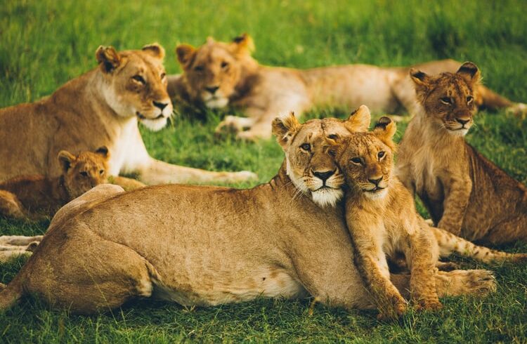 3 DAYS SAFARI IN MASAI MARA