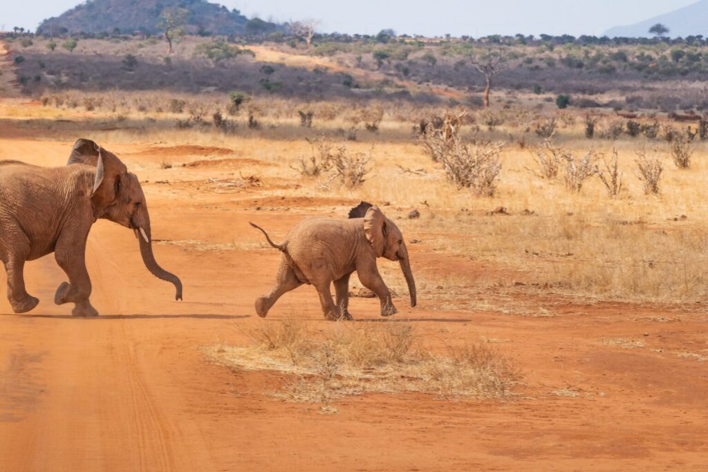15 DAYS BEST OF KENYA SAFARIS