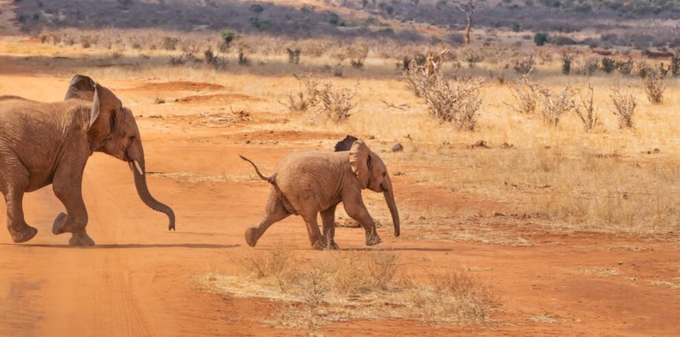 15 DAYS BEST OF KENYA SAFARIS