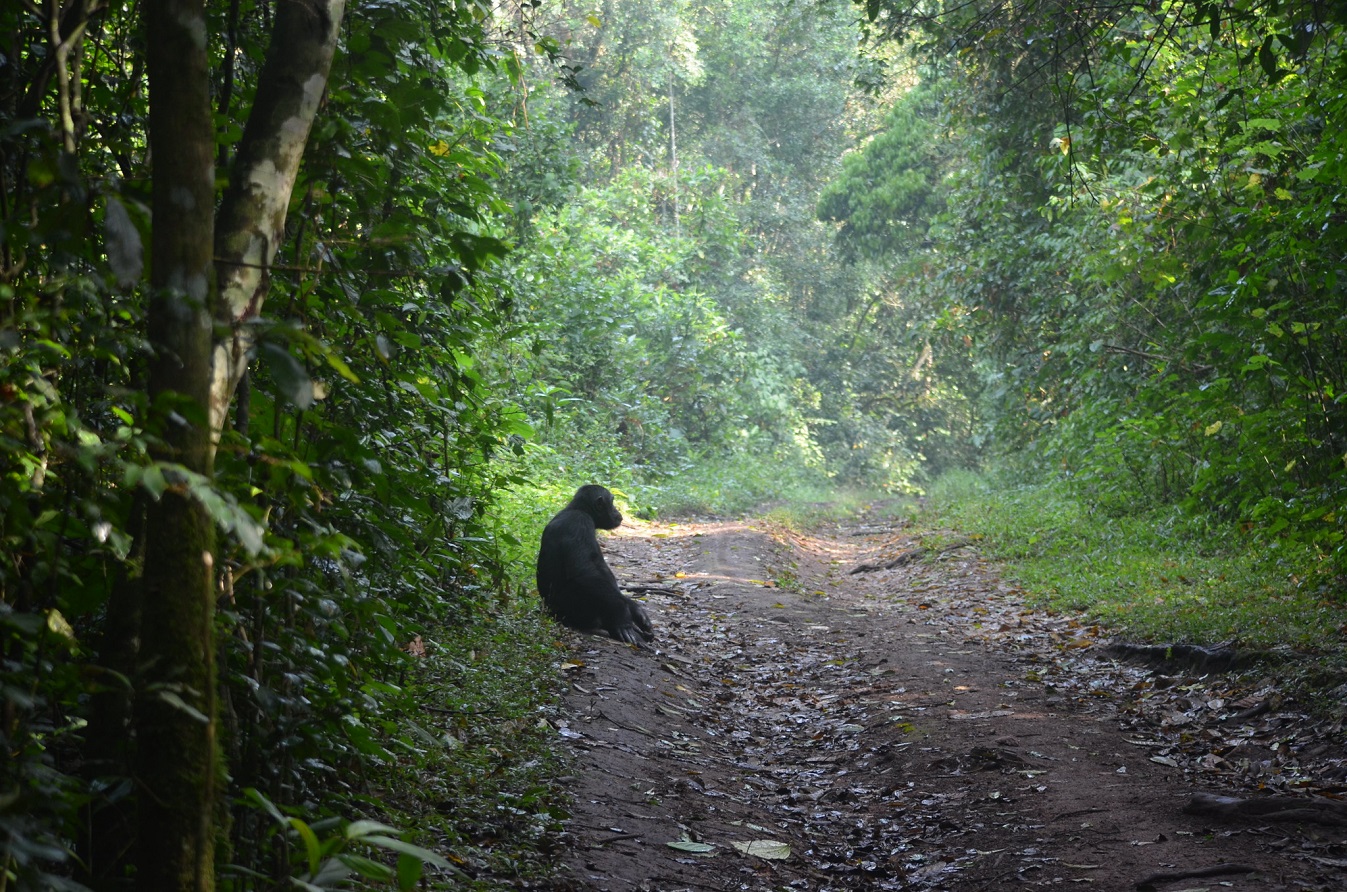 Kibale Forest National Park