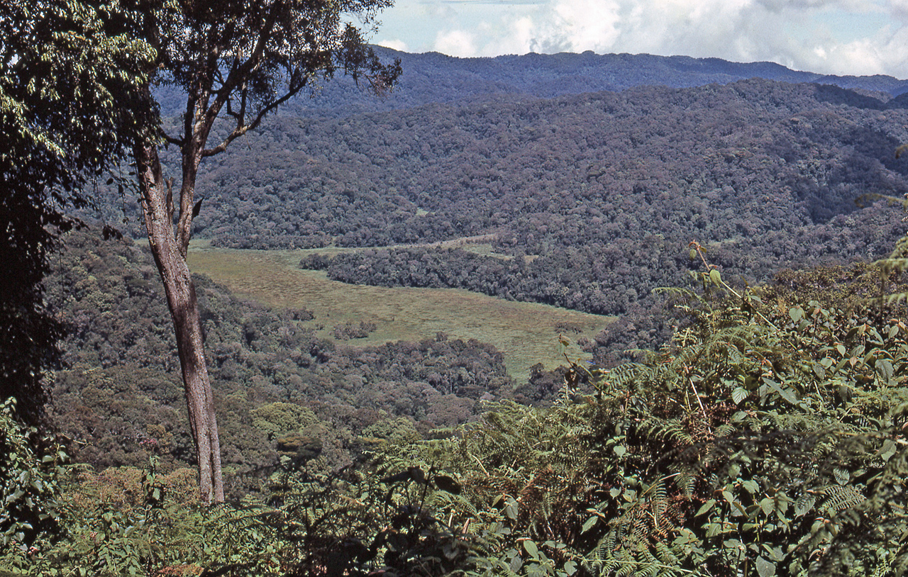 Bwindi Impenetrable Forest