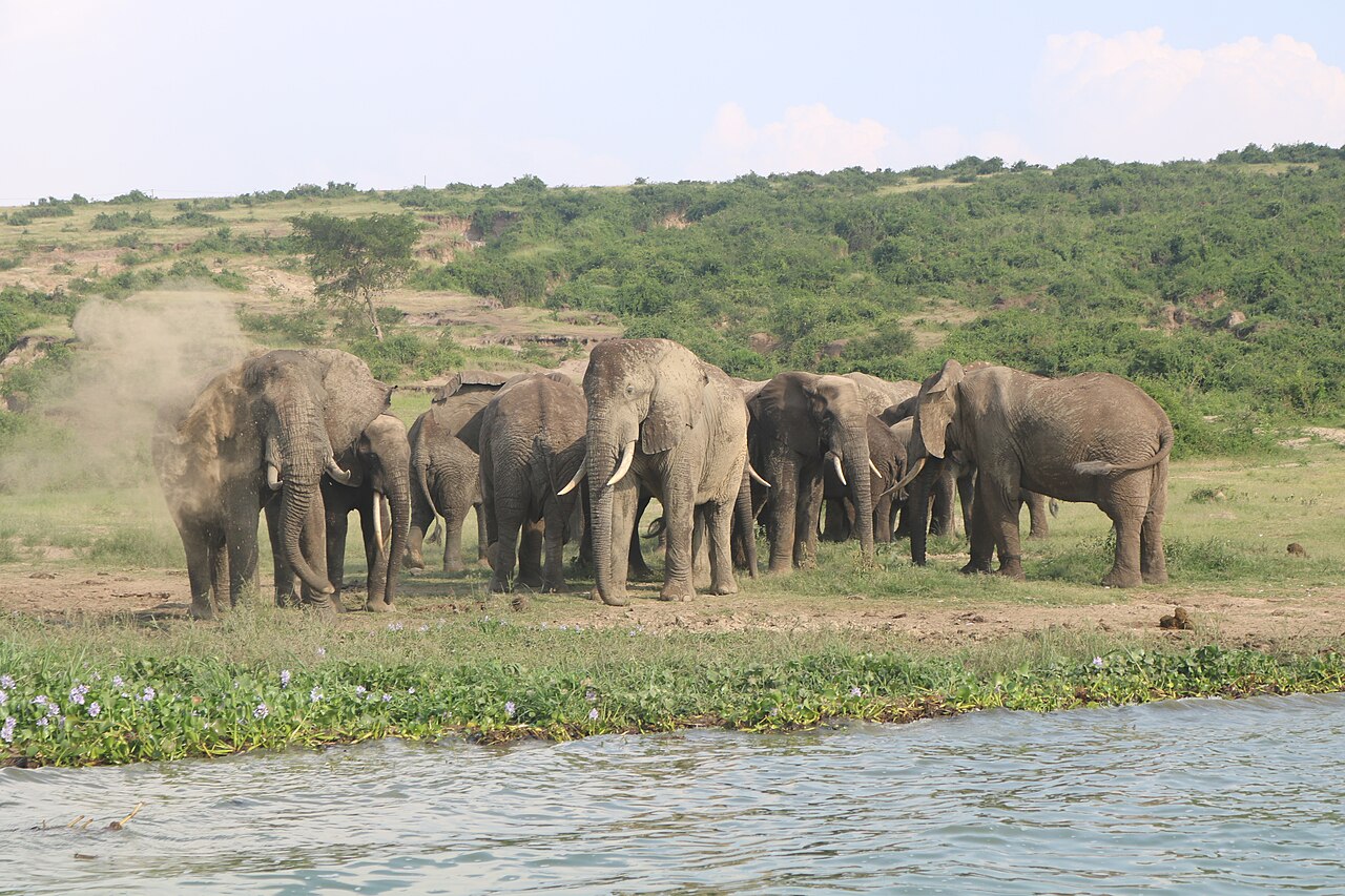 Queen Elizabeth national park Uganda