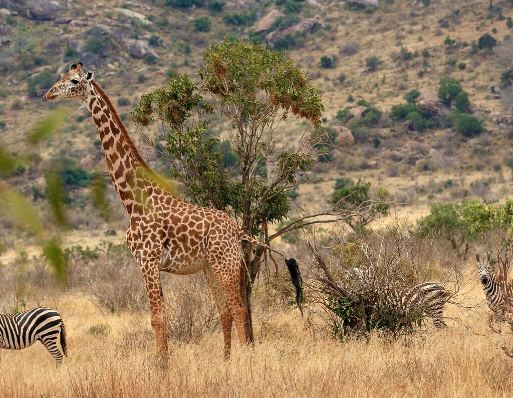 Tsavo West National Park