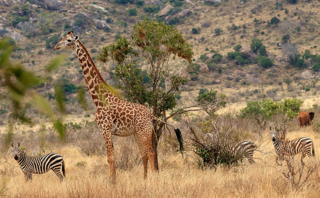 Tsavo West National Park