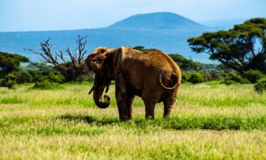 amboseli 4734700 1280
