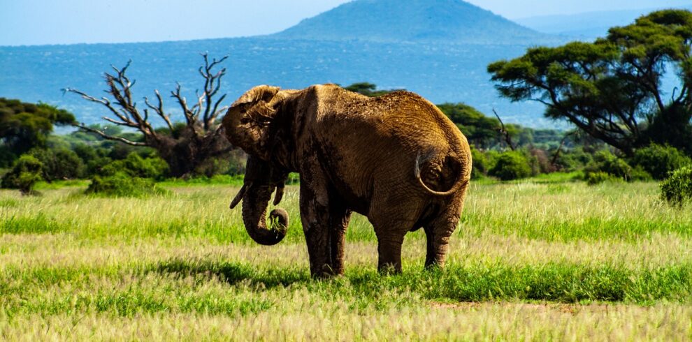 Amboseli National Park