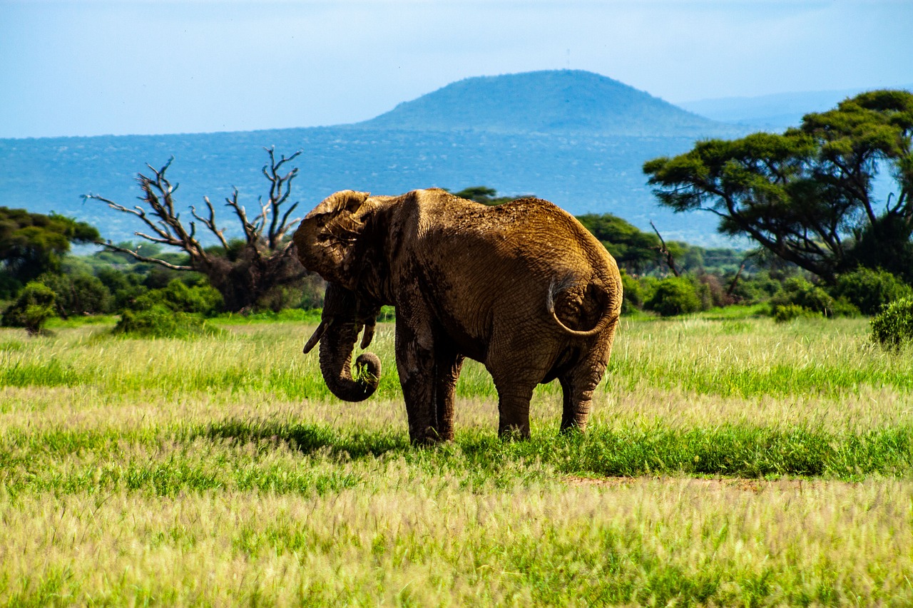 Amboseli National Park