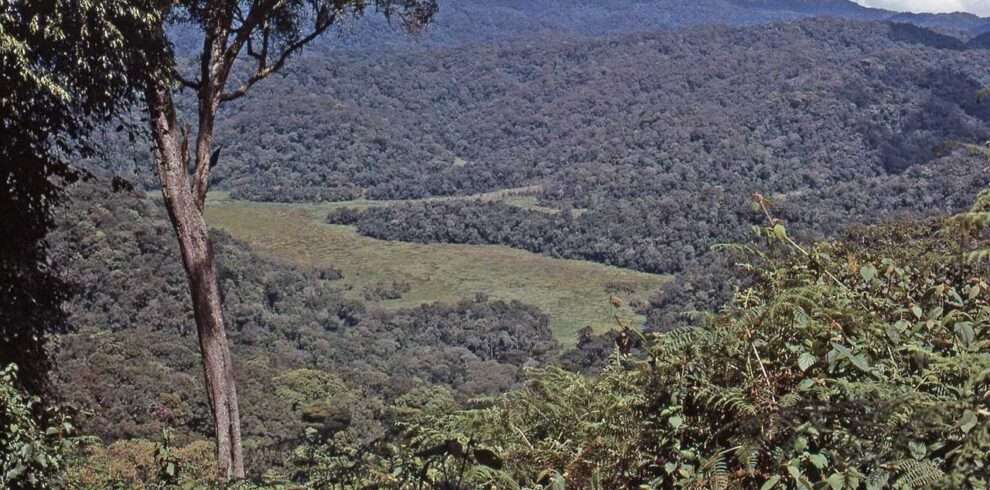 bwindi-impenetrable-forest