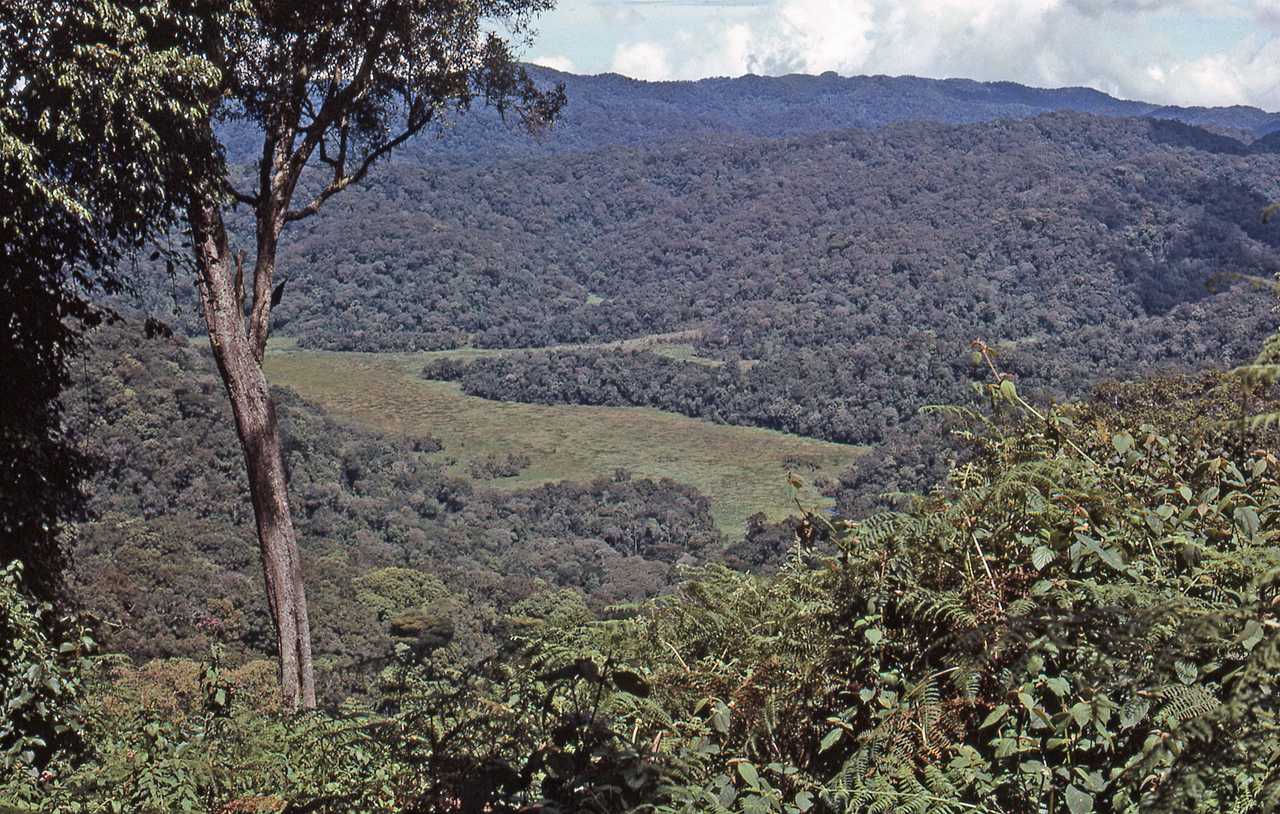 bwindi-impenetrable-forest