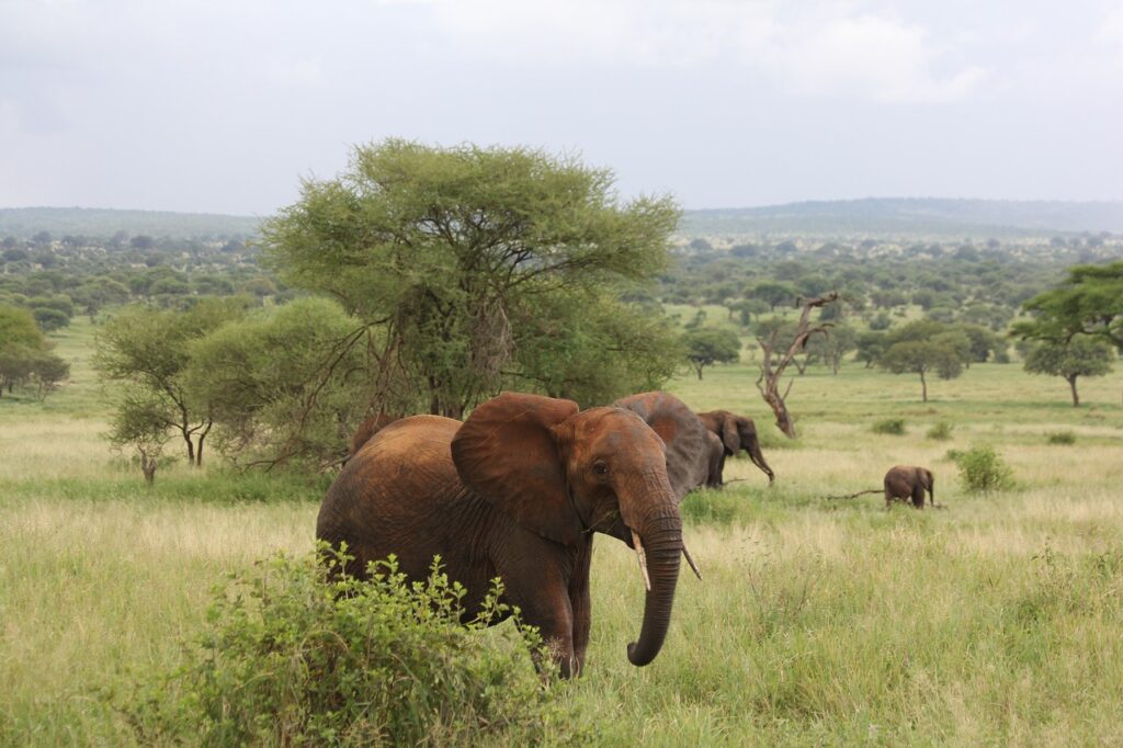 Tarangire National Park Tanzania