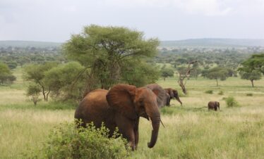 elephant 222965 1280