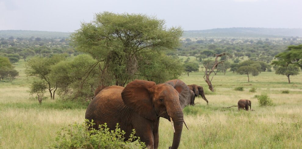 Tarangire National Park Tanzania