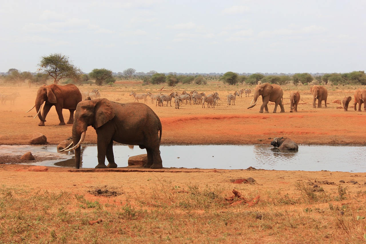 Tsavo East National Park