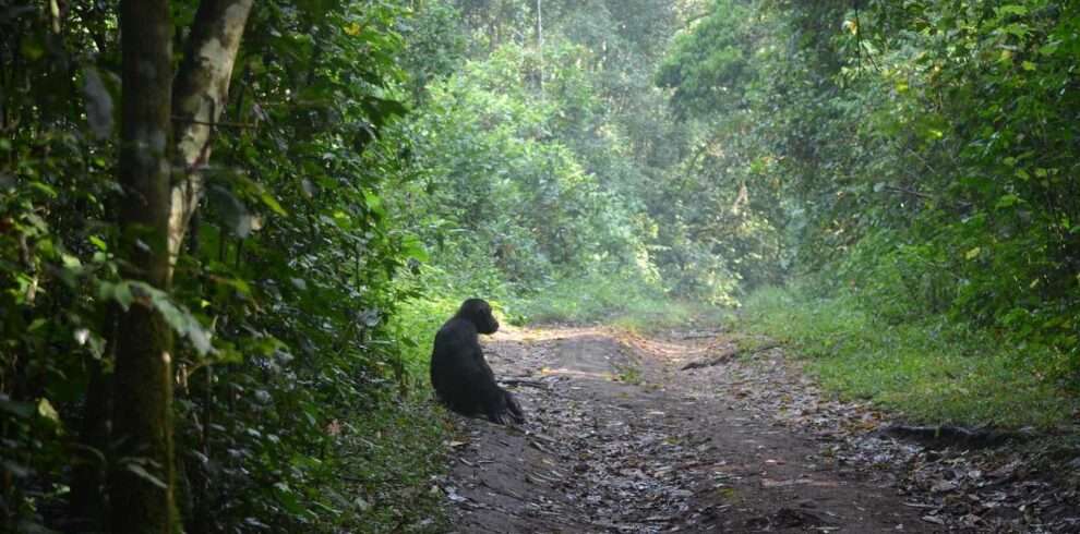kibale-forest-national-park
