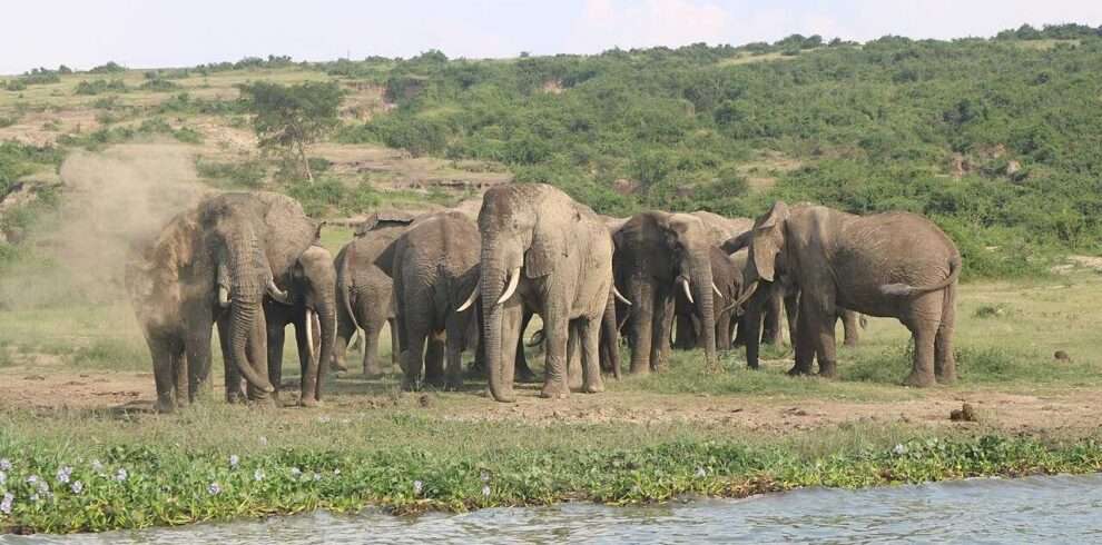 queen-elizabeth-national-park