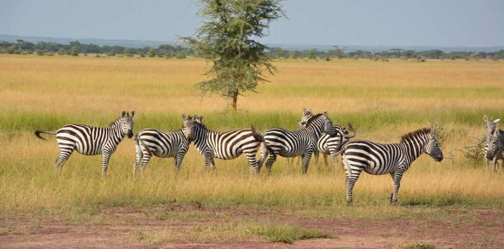serengeti-national-park