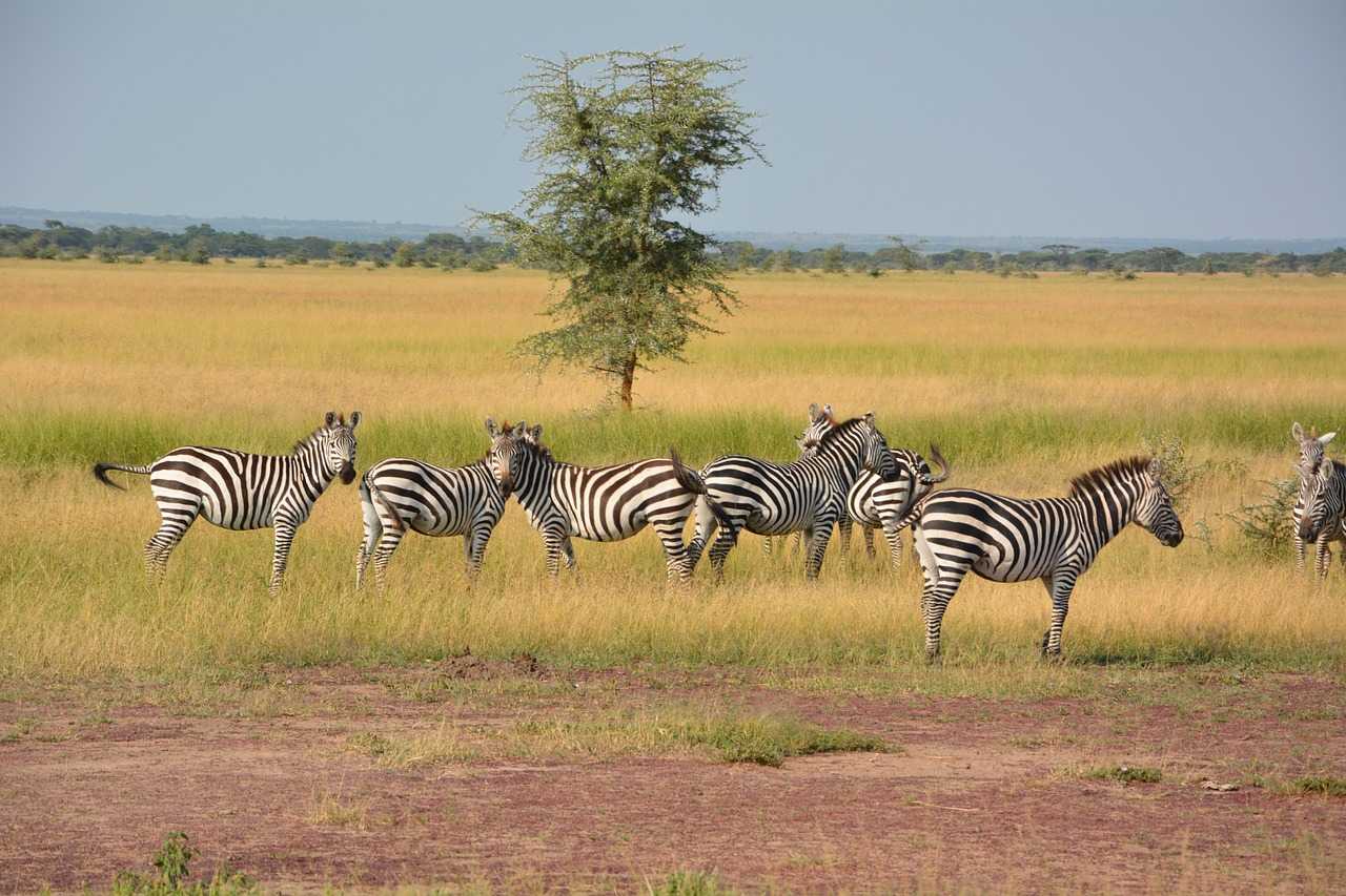 serengeti-national-park