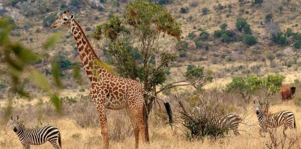 tsavo-west-national-park