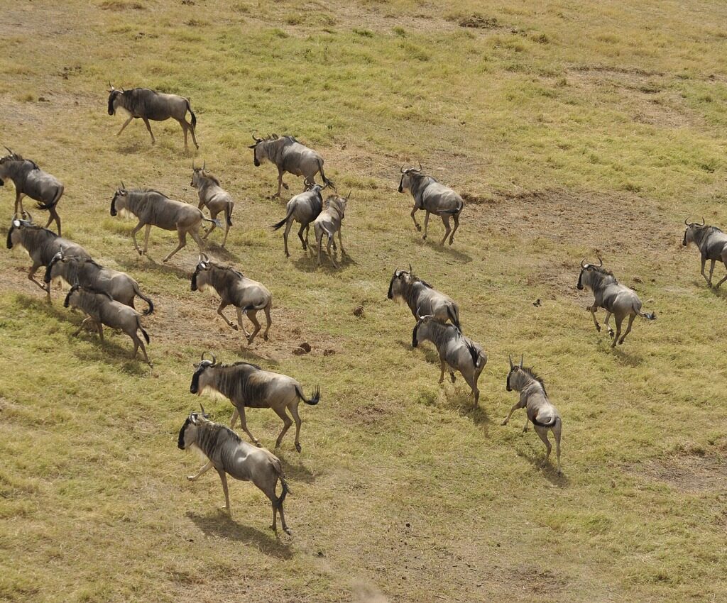 Masai Mara National Reserve