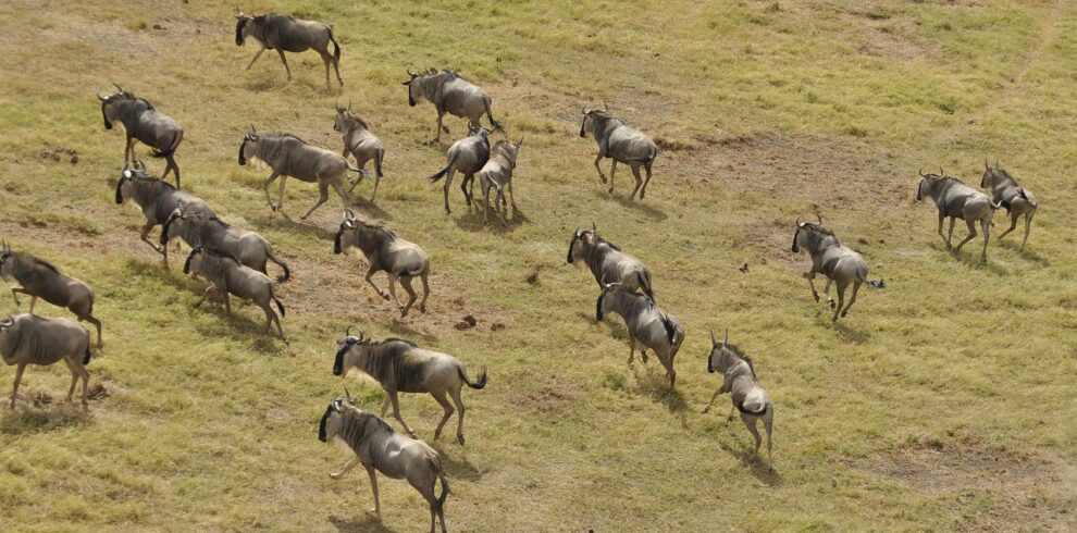 wildebeest migration 3995945 1280