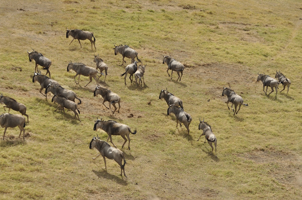 Masai Mara National Reserve