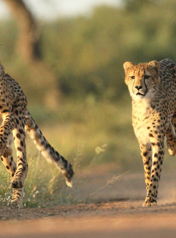 cheetah