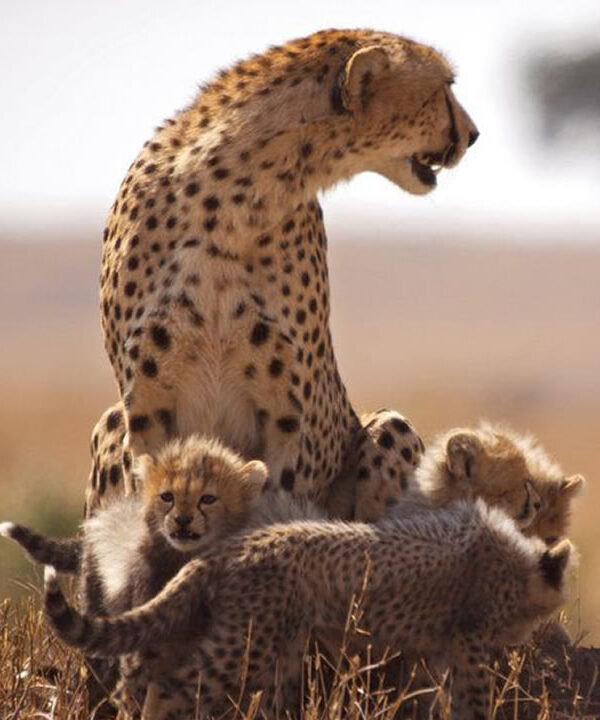 Tanzania wildlife safari