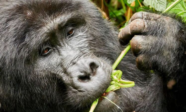 gorilla tours
